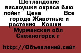 Шотландские вислоушки окраса блю пойнт › Цена ­ 4 000 - Все города Животные и растения » Кошки   . Мурманская обл.,Снежногорск г.